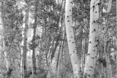 ASPENS-black-and-white