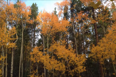 Aspen-12
