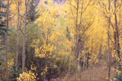 Aspen-3