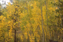 Aspen-4