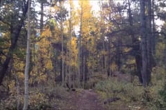 Aspen-9