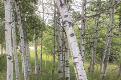 Aspen-Grove-1