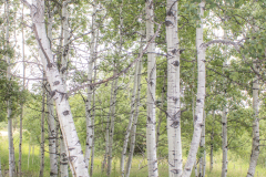Aspen-Grove-2