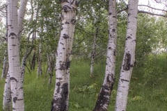 Aspen-Grove-7