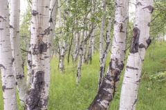 Aspen-Grove-8