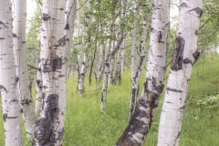 Aspen-Grove-8