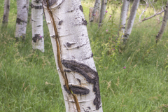 Aspen-Grove-Lightning-Strike-1