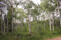 Aspen-Grove-Rye-Colorado