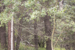 Aspen-Grove-w-Pines-1