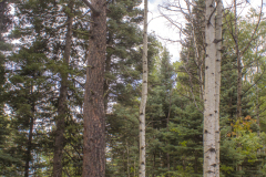 Aspen-Grove-w-Pines-Vibrant-1