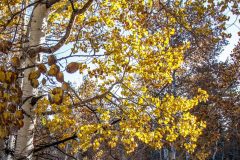 Aspen-Leaves-Light-and-Dark