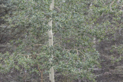 Aspen-Twisting-1