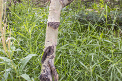 Aspen-Twisting-Green-vertical-7