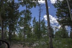 Aspen-wildflowers-from-Danielles-camera-1