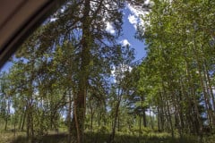 Aspen-wildflowers-from-Danielles-camera-6