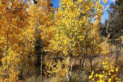 Aspens-1