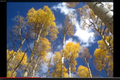 Aspens-11