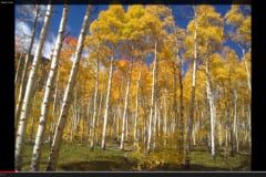 Aspens-13