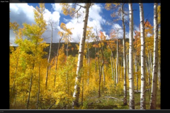 Aspens-15