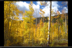 Aspens-16