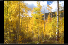 Aspens-17