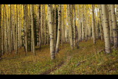 Aspens-2016-11