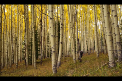 Aspens-2016-12