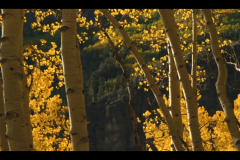 Aspens-2016-14