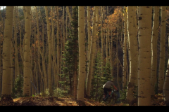 Aspens-2016-16