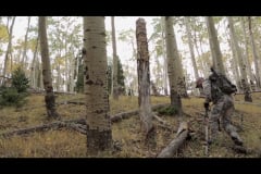 Aspens-2016-2