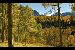 Aspens-2016-20