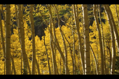 Aspens-2016-21