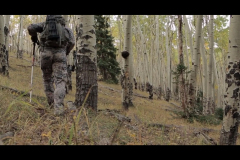 Aspens-2016-4