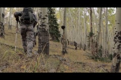 Aspens-2016-4