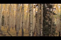 Aspens-2016-5