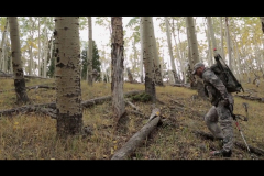 Aspens-2016