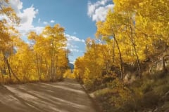 Aspens-24