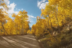Aspens-24