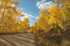 Aspens-25