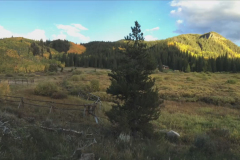 Aspens-31