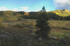 Aspens-32