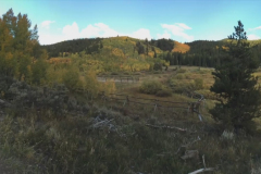 Aspens-33