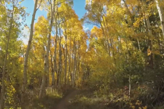 Aspens-38