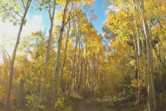 Aspens-39