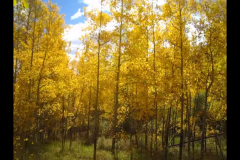 Aspens-4