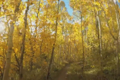 Aspens-40
