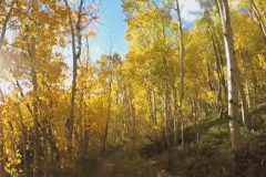 Aspens-41