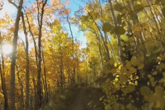 Aspens-46