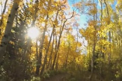 Aspens-47