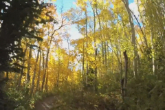 Aspens-48